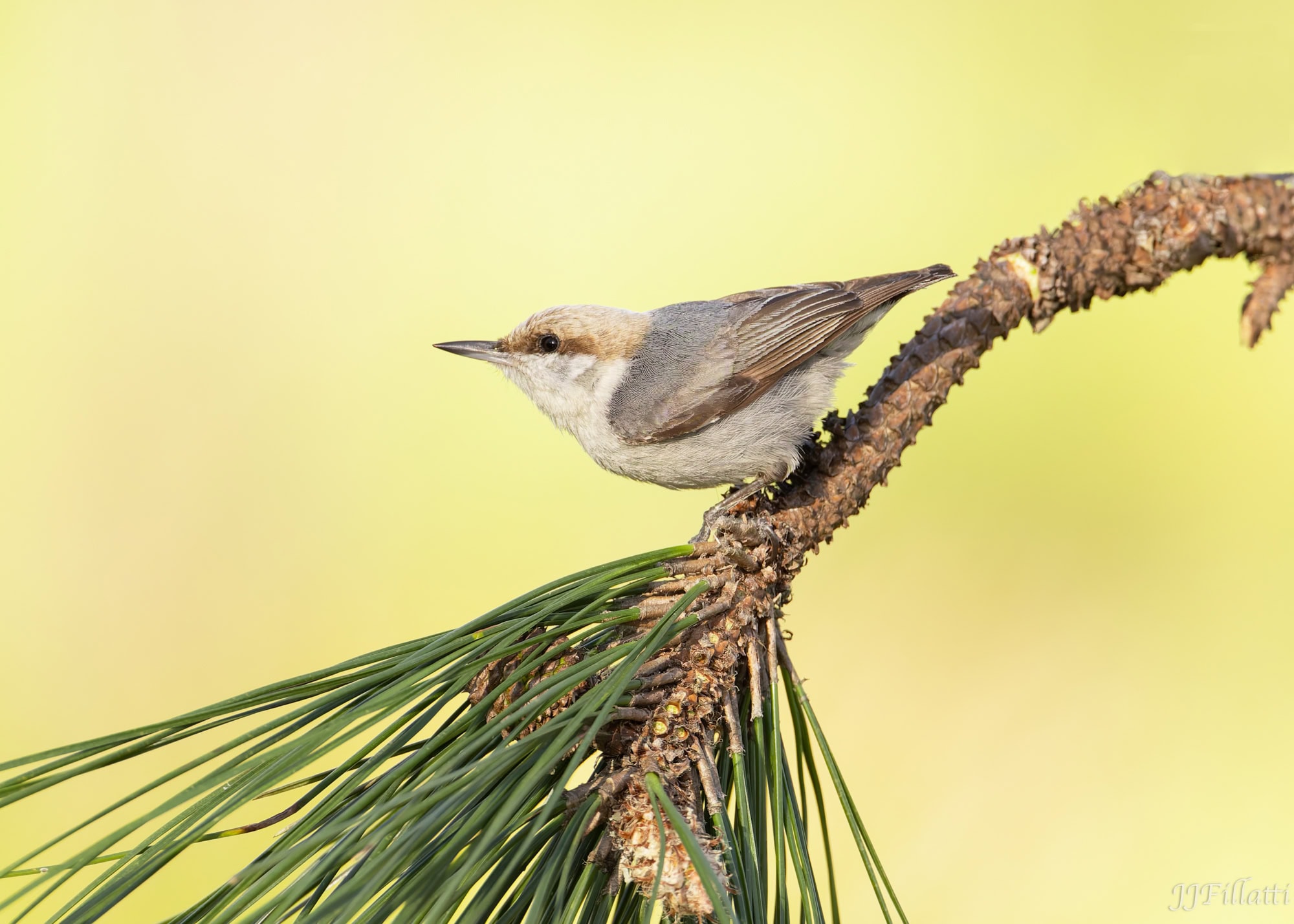 bird of florida image 36